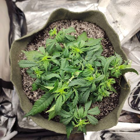 Cassiopeia growlog timeline photo