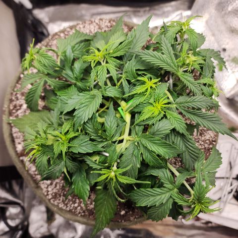 Cassiopeia growlog photo: Flower!