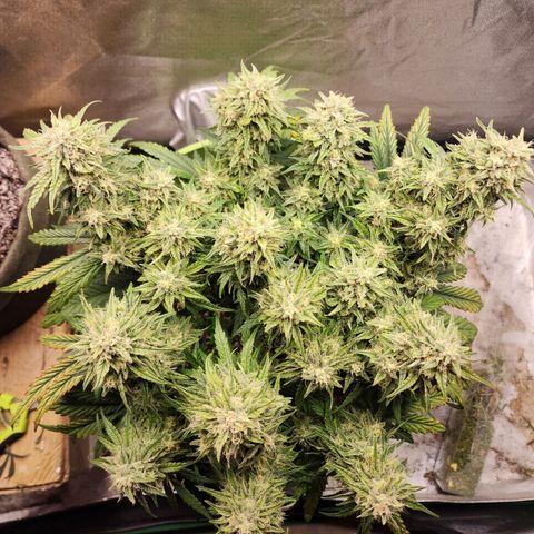 Yoko growlog timeline photo