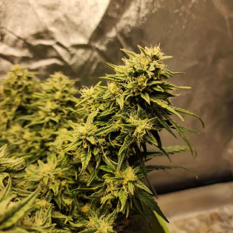 Yoko growlog timeline photo