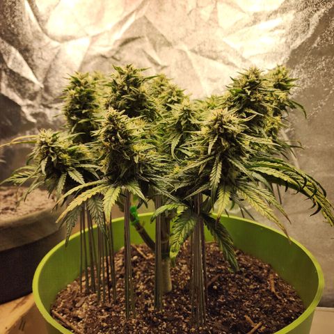 Yoko growlog timeline photo