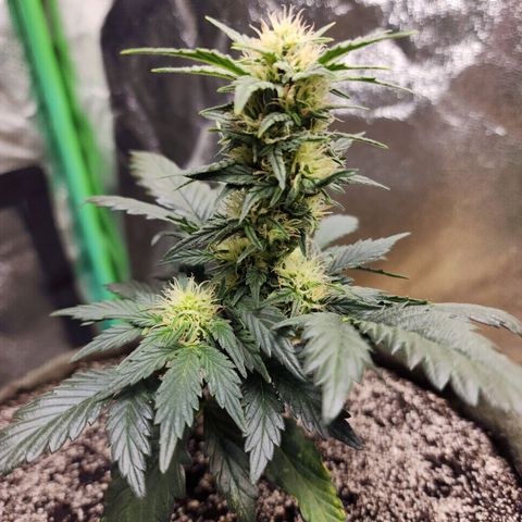 Marceline growlog timeline photo