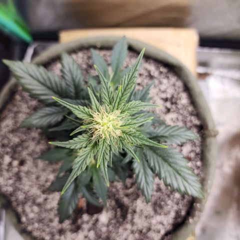 Marceline growlog timeline photo