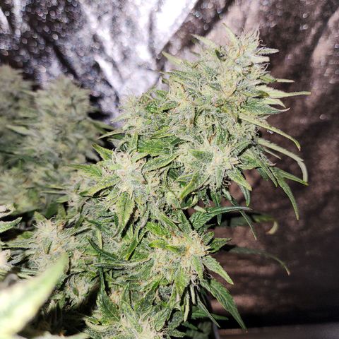 Yoko growlog timeline photo