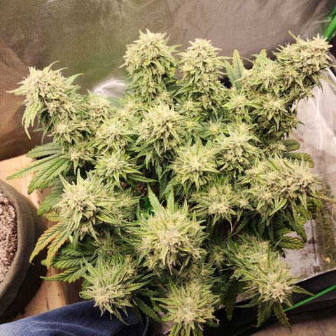 Yoko growlog timeline photo