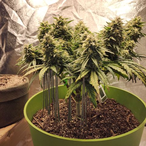 Yoko growlog timeline photo