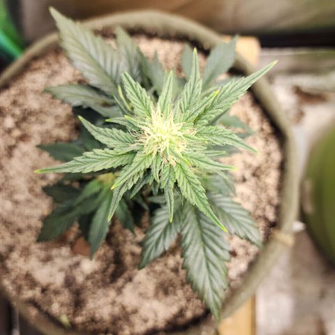 Marceline growlog timeline photo