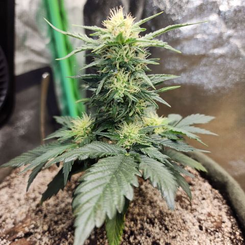 Marceline growlog timeline photo