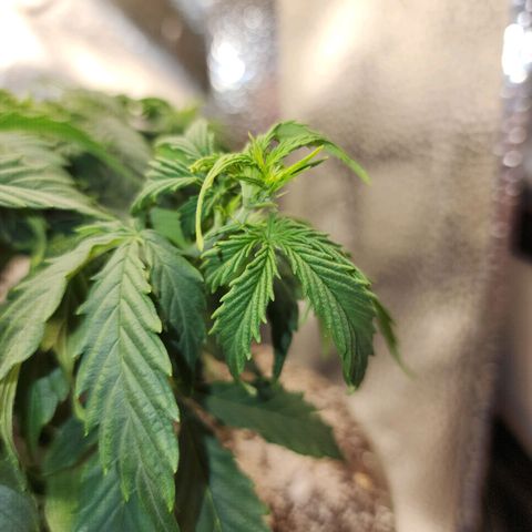 Cassiopeia growlog timeline photo