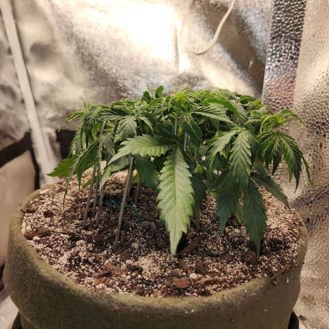 Cassiopeia growlog timeline photo