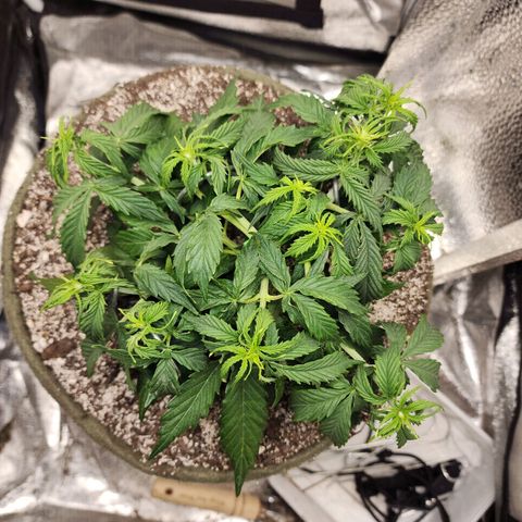 Cassiopeia growlog timeline photo