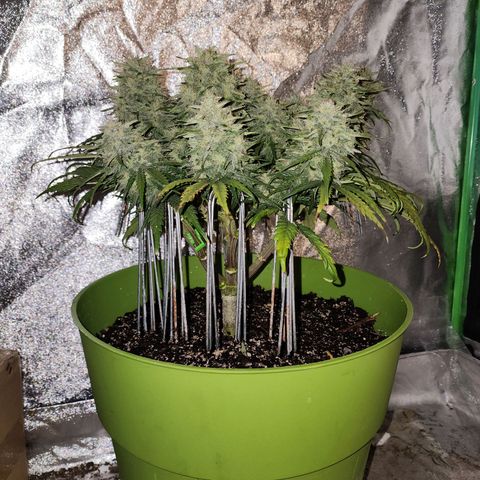 Yoko growlog timeline photo