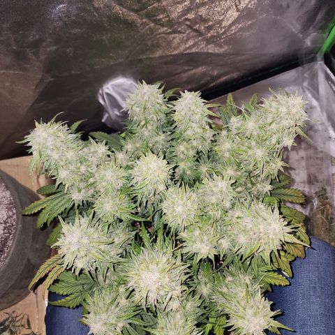 Yoko growlog timeline photo