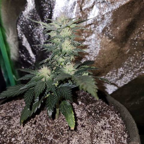 Marceline growlog timeline photo