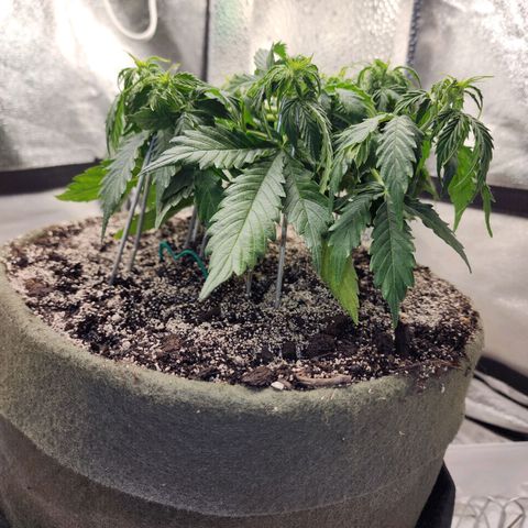 Cassiopeia growlog timeline photo
