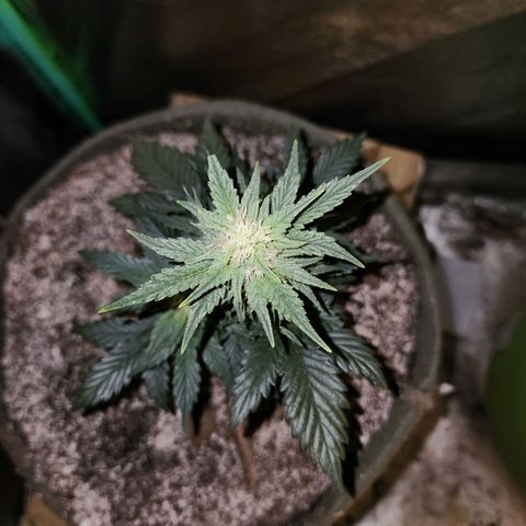 Marceline growlog timeline photo