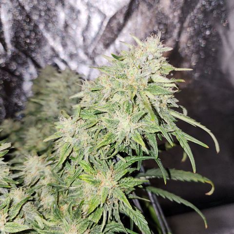 Yoko growlog timeline photo