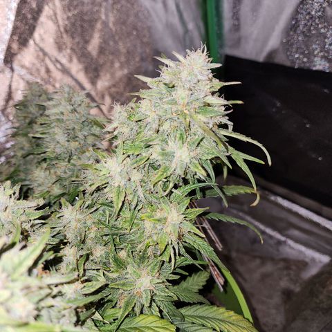 Yoko growlog timeline photo