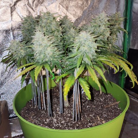 Yoko growlog timeline photo