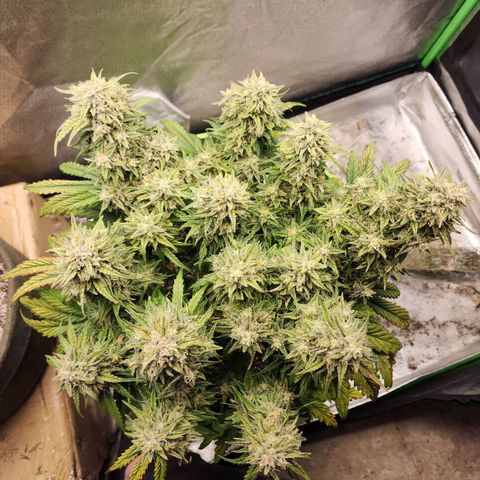Yoko growlog timeline photo