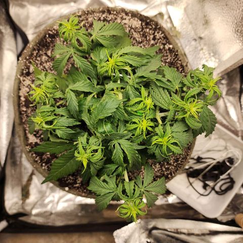 Cassiopeia growlog timeline photo
