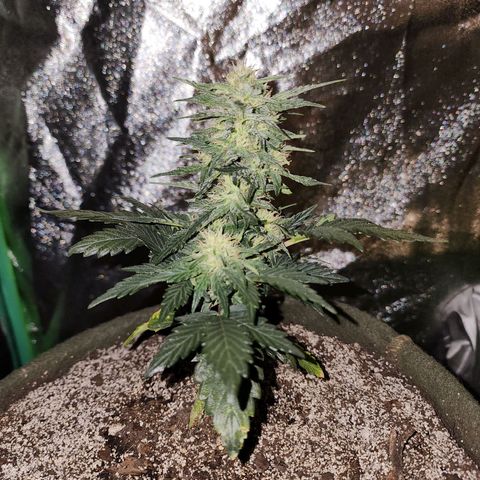 Marceline growlog timeline photo