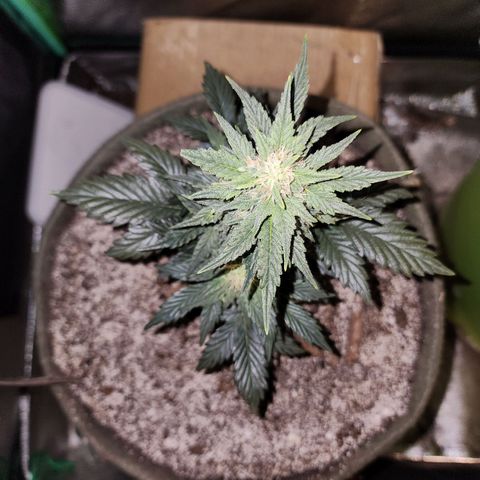 Marceline growlog timeline photo