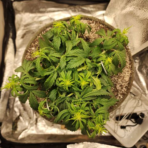 Cassiopeia growlog timeline photo