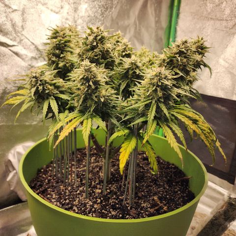 Yoko growlog timeline photo