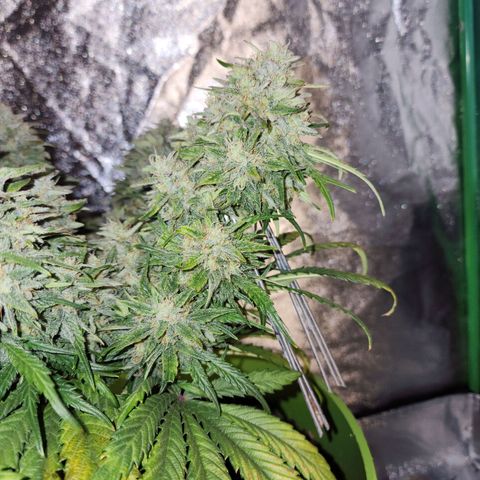 Yoko growlog timeline photo