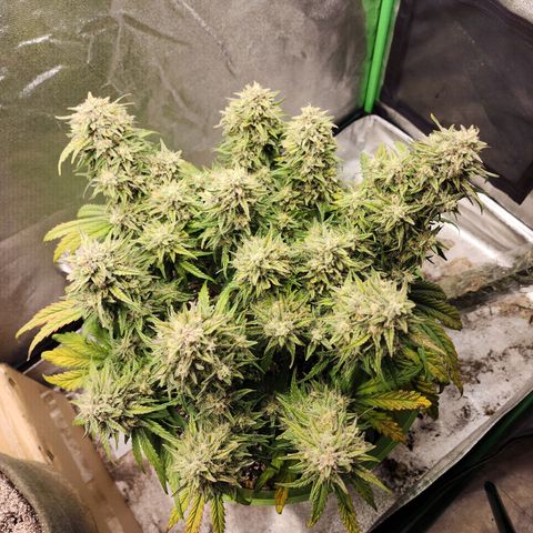 Yoko growlog timeline photo