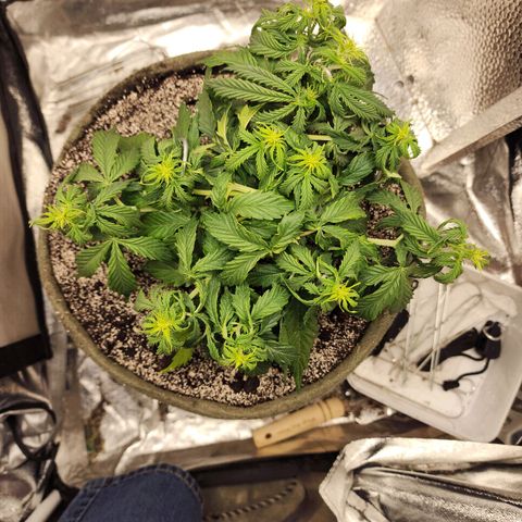 Cassiopeia growlog timeline photo