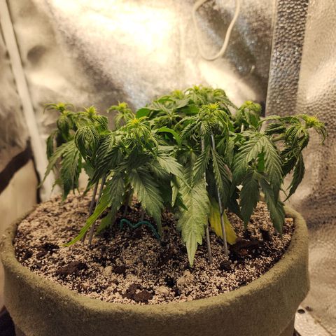 Cassiopeia growlog timeline photo
