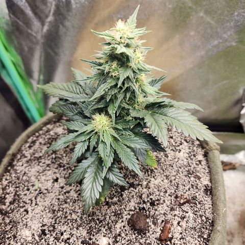 Marceline growlog timeline photo