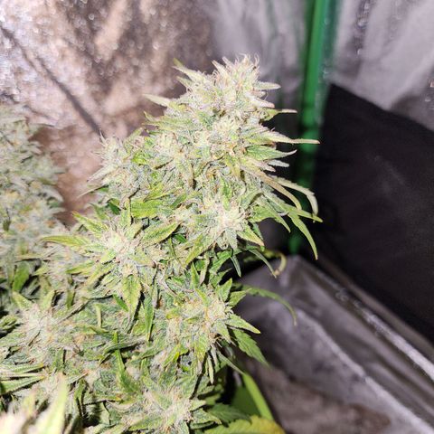 Yoko growlog photo: Thicccc