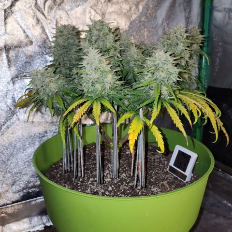 Yoko growlog photo: Thicccc