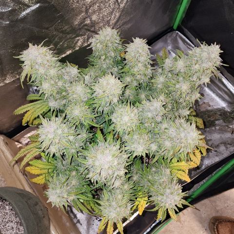 Yoko growlog photo: Thicccc
