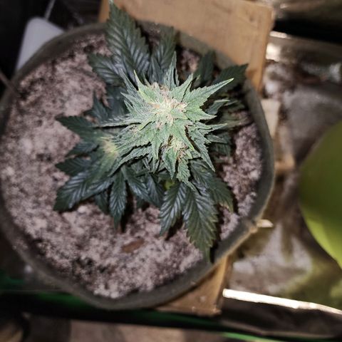 Marceline growlog timeline photo