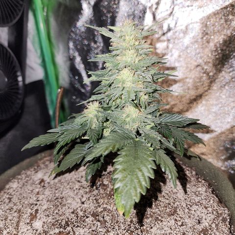 Marceline growlog timeline photo