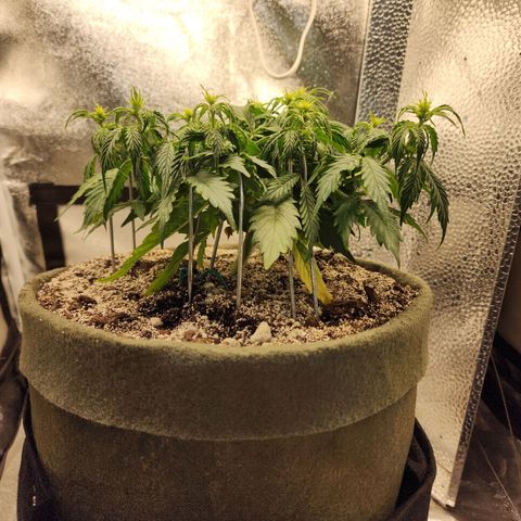 Cassiopeia growlog timeline photo