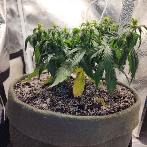 Cassiopeia growlog timeline photo