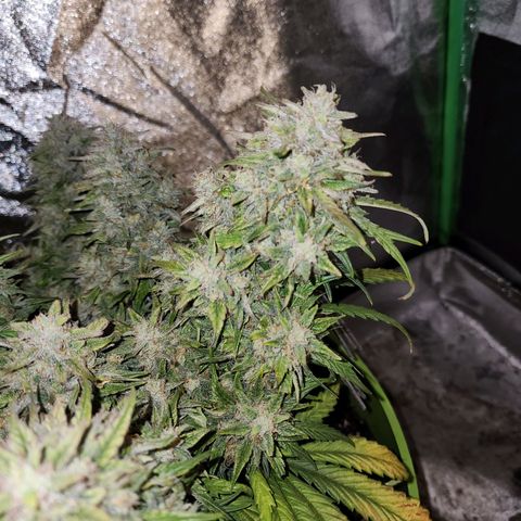 Yoko growlog timeline photo
