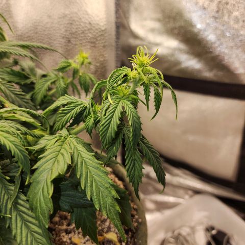 Cassiopeia growlog timeline photo