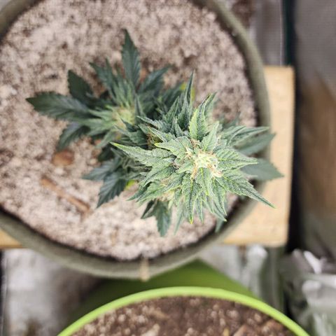 Marceline growlog timeline photo