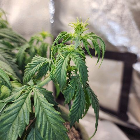 Cassiopeia growlog timeline photo