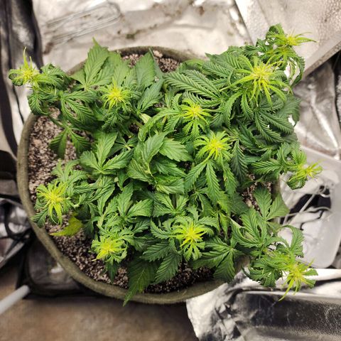 Cassiopeia growlog timeline photo