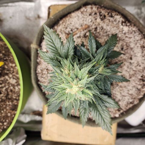 Marceline growlog timeline photo