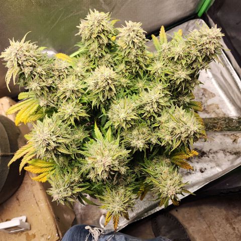 Yoko growlog timeline photo