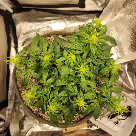 Cassiopeia growlog timeline photo