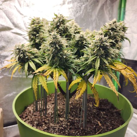 Yoko growlog timeline photo